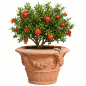 Preview: Reich verzierter, runder Impruneta Terracotta Topf mit floralen und tierischen Elementen – handgefertigt und frostfest